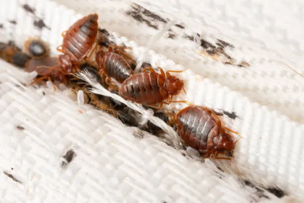 Bed Bug Solutions