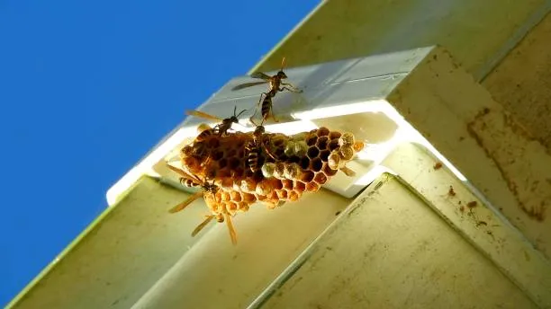 Bee and Wasp Control