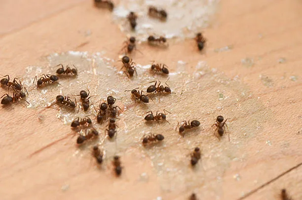 Ant and Cockroach Treatment