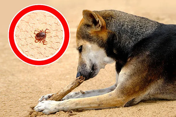 Flea and Tick Control